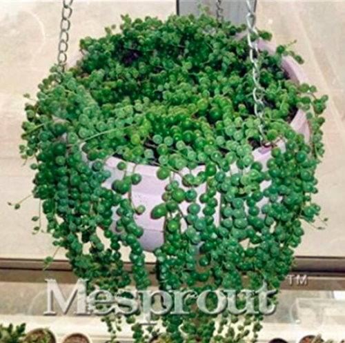 Pearl Chlorophytum Seed Indoor Air Purification Plants Seed