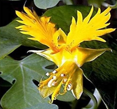 Nasturtium Canary Seeds *Tropaeolum peregrinum* Flower