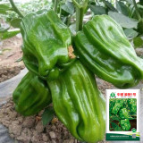 Spicy No.1 Chili Pepper Seeds
