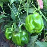 Spicy Chili Pepper Seeds