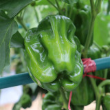 Spicy No.1 Chili Pepper Seeds