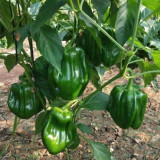 Spicy Chili Pepper Seeds