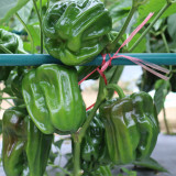 Spicy No.1 Chili Pepper Seeds