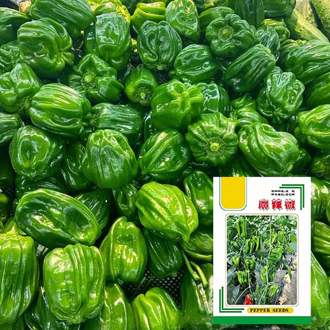 Spicy Chili Pepper Seeds