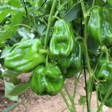 Spicy No.1 Chili Pepper Seeds
