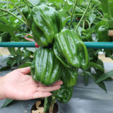 Spicy No.1 Chili Pepper Seeds