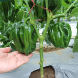 Spicy No.1 Chili Pepper Seeds