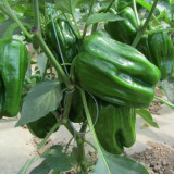 Spicy Chili Pepper Seeds