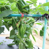 Spicy No.1 Chili Pepper Seeds