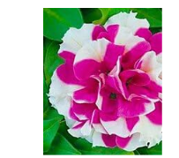 Double Petunia Double Cascade Series Flower Seed