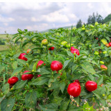 Strawberry-shaped Hot Pepper Seeds