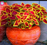 Janpanse Seed Rare Coleus Flower Seeds
