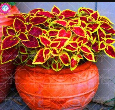 Janpanse Seed Rare Coleus Flower Seeds