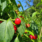 Strawberry-shaped Hot Pepper Seeds