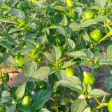 Strawberry-shaped Hot Pepper Seeds
