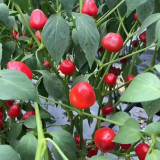 Strawberry-shaped Hot Pepper Seeds