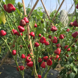 Strawberry-shaped Hot Pepper Seeds