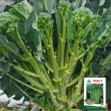 Qinghuatai No.1 Broccolini Seeds