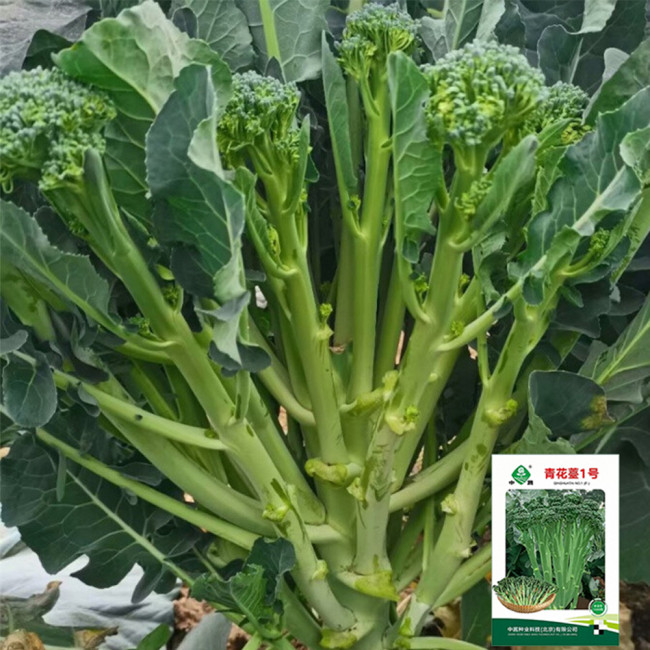 Qinghuatai No.1 Broccolini Seeds
