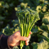 Qinghuatai No.1 Broccolini Seeds