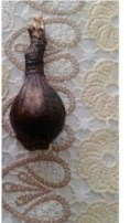 Amaryllis Bulbs True Hippeastrum Bulbs