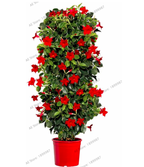 Perennial Rare Mandevilla Sanderi Flower Seeds (Color: 1)