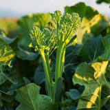 Qinghuatai No.1 Broccolini Seeds