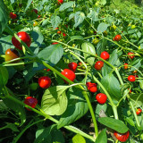 Strawberry-shaped Hot Pepper Seeds