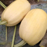 Paizha No.1 Spaghetti Squash Seeds