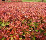 Photinia serrulata tree Seeds