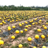 Paizha No.1 Spaghetti Squash Seeds