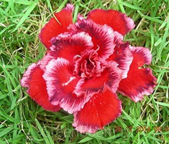 Genuine Desert Rose Seeds (Color: Multi-Colored)
