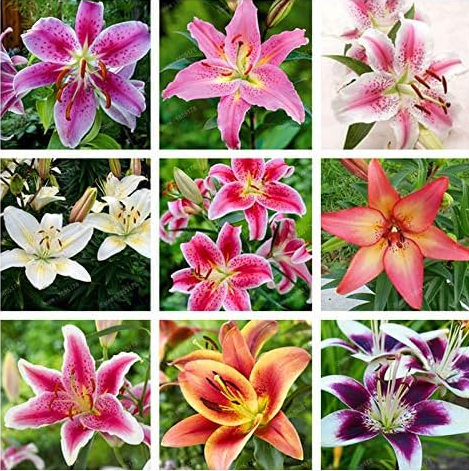 Lily Seed, Perfume Lilies Plant for Garden and Home Mixing Different Varieties - (Color: Mix)