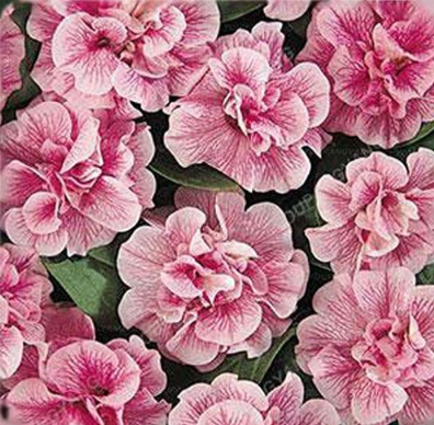 Petunia Garden Seeds Double Purple Flowers Purple Black Petunia