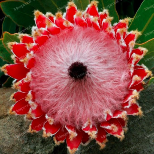 Fresh Rare Protea Cynaroides Seed Easy Planting Rare Seed Flower Seed - (Color: 2)