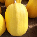 Paizha No.1 Spaghetti Squash Seeds