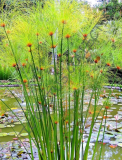 Cyperus papyrus Paper Reed Sedge Exotic Aquatic Flowering Plant