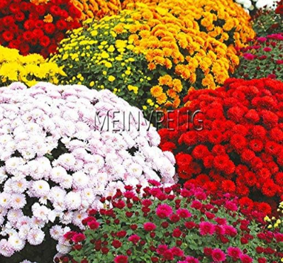 Ground-Cover Chrysanthemum Seed, Chrysanthemum Perennial Mixed