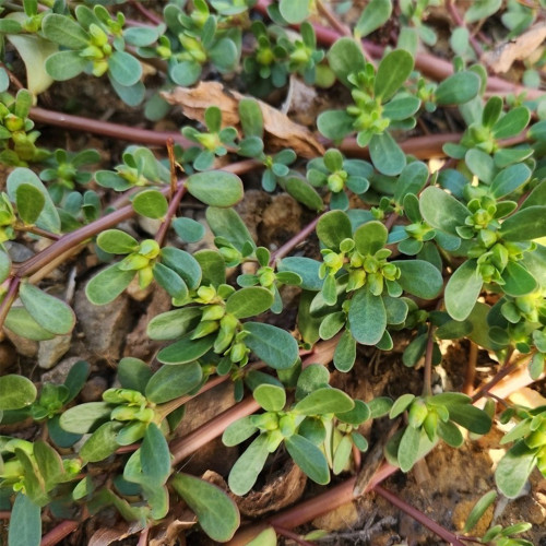 Dutch Purslane Seeds