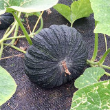 Honey Black No.2 Pumpkin Seeds