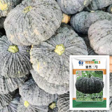 Honey Black No.2 Pumpkin Seeds