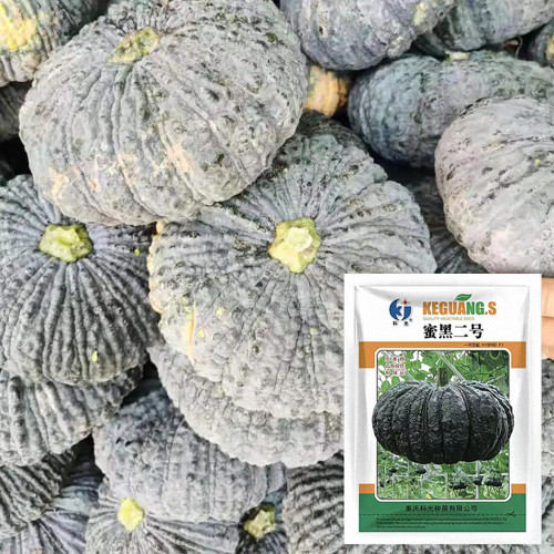 Honey Black No.2 Pumpkin Seeds