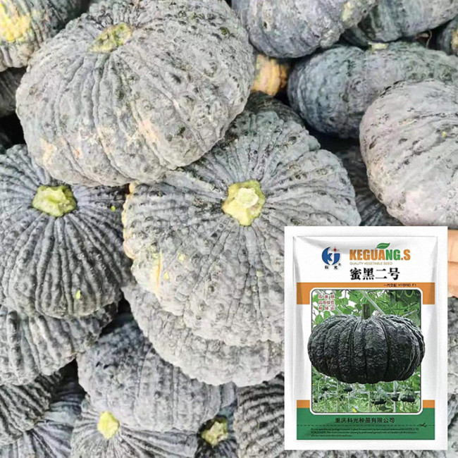 Honey Black No.2 Pumpkin Seeds