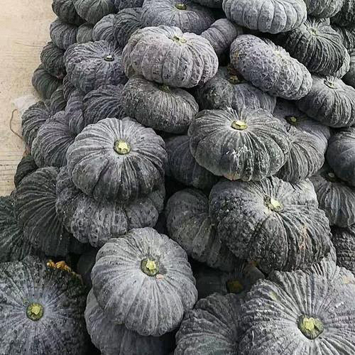 Honey Black No.2 Pumpkin Seeds
