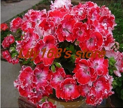 Climbing Geranium Pelargonium Peltatum Tree Seed