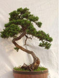 Rare Microbiota Decussata Siberian Carpet Cypress Arborvitae Flower