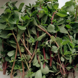 Dutch Purslane Seeds