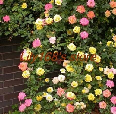 Exotic Tengben Climbing Rose Seed Mixed Color Beauty Your Balcony Family Garden Seed