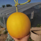 Hongyu Muskmelon Seeds