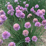 Allium schoenoprasum Seeds